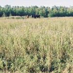 field of Canada thistle