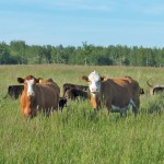 cattle grazing on a pasture
