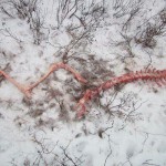 skeletal remans of a deer