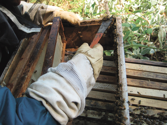 beekeeper with hive