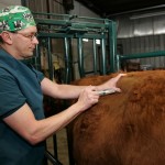 cow receiving an injection