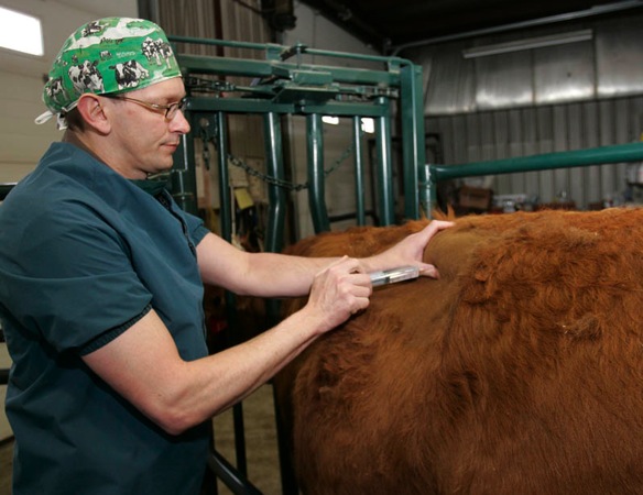 cow receiving an injection