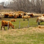 cattle in a pasture