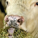 cow eating hay