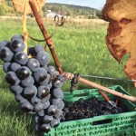 Grapes hang on a vine during harvest at the Lerkekasa vineyard in Norway, one of the world’s northernmost wine producers, September 25, 2014. Warmer temperatures and new, cold-resistant vines are helping push wine production into Nordic countries.