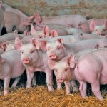 group of pigs