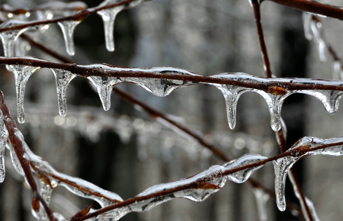 Small Icicles Hanging From a Branch