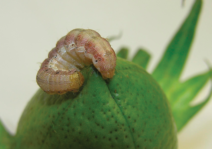 caterpillar on a cotton plant leaf