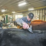 grooming a black Angus bull
