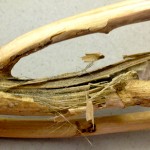 Verticillium Wilt in canola