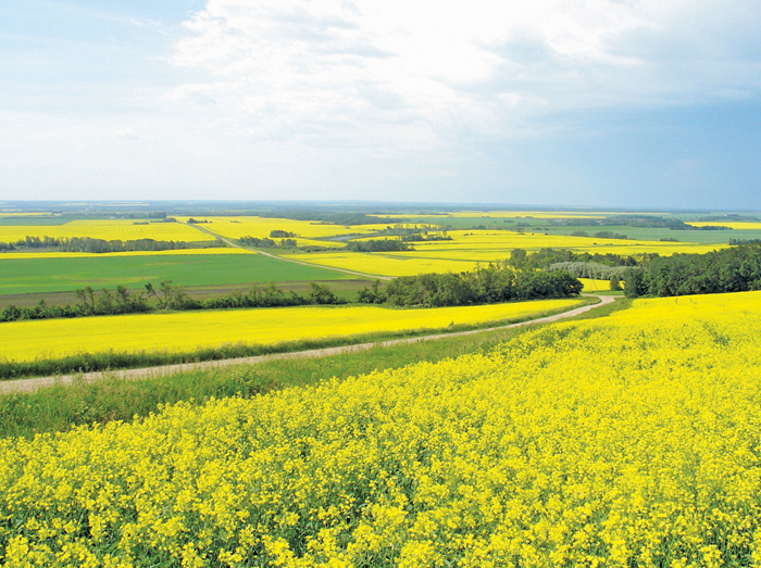 canola field