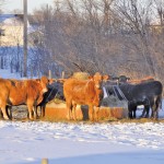 Cows aren’t straying far from the feeder during these cold January days.