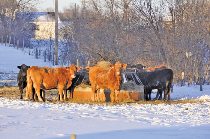 cows feeding on bales in winter
