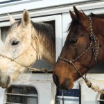 Horses tend to prefer travelling diagonally in a trailer, but most important is giving them adequate space to properly balance themselves while travelling. photo: thinkstock
