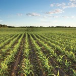 Row planting provides plenty of room for weeds to get off to a good start.