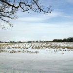 snow cover on a stubble field
