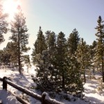 winter forest