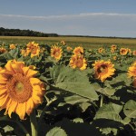 field of sunflowers
