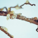 Root cyst nematode infection on soybeans