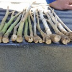 Blackleg: One of the oldest diseases in canola is still one of the most common.