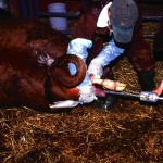 Make sure your puller is well cleaned and disinfected so infectious organisms are not transmitted between calvings.