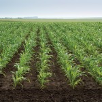 a young corn crop growing in a field