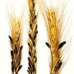 Ergot is ‘right up there’ with fusarium as a crop threat, says Jamie Larsen, research scientist with Agriculture and Agri-Food Canada in Lethbridge.
