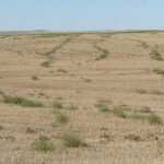 weeds in a farmer's field