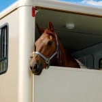 horse in a trailer