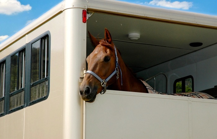 horse in a trailer
