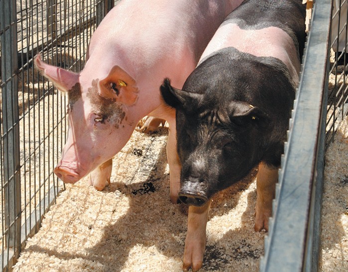 pigs in a barn