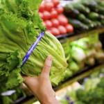 Person holding fresh lettuce