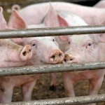 pigs in a pen