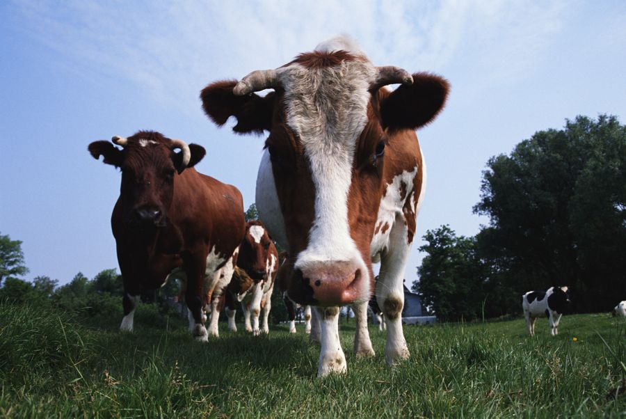 close-up of cattle