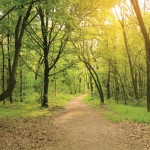 walking path in a forest