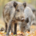 wild boar