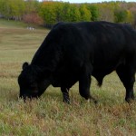 black bull grazing in a pasture