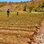 Irrigation on a farm in Ethiopia