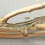 Harvested canola affected by verticillium wilt