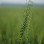 wheat with green stem
