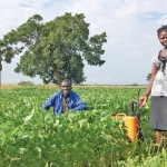 Zambian farmer Wilfred Hamakumba and his wife Irene, have embraced herbicides as part of their conservation agriculture management. Over the past several years, the farm’s yields have more than doubled, their crops are more diversified and their farm has expanded in size. Irene is particularly pleased with their spraying program, saying it takes a lot less labour than weeding.