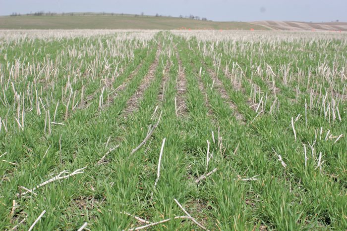 winter wheat crop