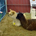 Alpacas.jp, Dairycows.jp/Dairycows2.jp, Goats.jp, Hens.jp, Steerroping.jp, Thruthefarmgate.jp:
The Manitoba Royal Winter Fair strived to spread some agriculture awareness with its Thru the Farm Gate exhibits. Educational and entertaining demonstrations, interactive stations and a variety of farm animals, including dairy cows, piglets, beef cattle, sheep, goats and alpacas were made available to fair goers. 