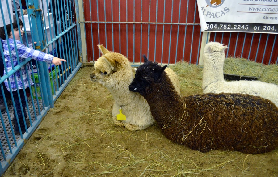 Alpacas.jp, Dairycows.jp/Dairycows2.jp, Goats.jp, Hens.jp, Steerroping.jp, Thruthefarmgate.jp:
The Manitoba Royal Winter Fair strived to spread some agriculture awareness with its Thru the Farm Gate exhibits. Educational and entertaining demonstrations, interactive stations and a variety of farm animals, including dairy cows, piglets, beef cattle, sheep, goats and alpacas were made available to fair goers. 
