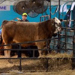Angus Smyth from Roblin gets busy in the grooming area in preparation for display in the Donn Mitchell Memorial Showmanship Intermediate class. 