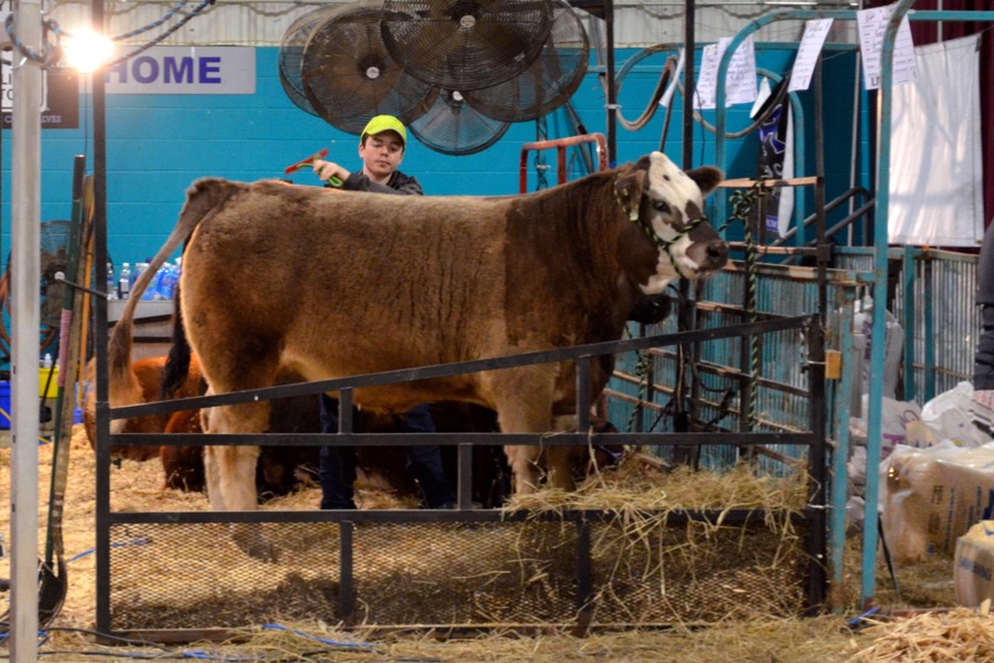 Angus Smyth from Roblin gets busy in the grooming area in preparation for display in the Donn Mitchell Memorial Showmanship Intermediate class. 