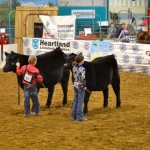 The cattle show and sale segment of the Royal Fair began on Thursday, displaying numerous breeds of cattle in varying class categories. 