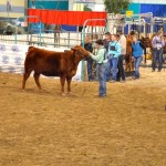 The cattle show and sale segment of the Royal Fair began on Thursday, displaying numerous breeds of cattle in varying class categories. 