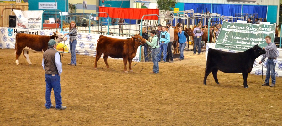 The cattle show and sale segment of the Royal Fair began on Thursday, displaying numerous breeds of cattle in varying class categories. 