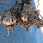 clubroot in canola